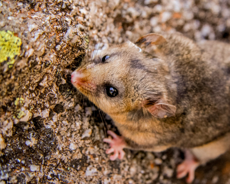 Mountain Pygmy Possum | Animals Facts & Pictures | All 